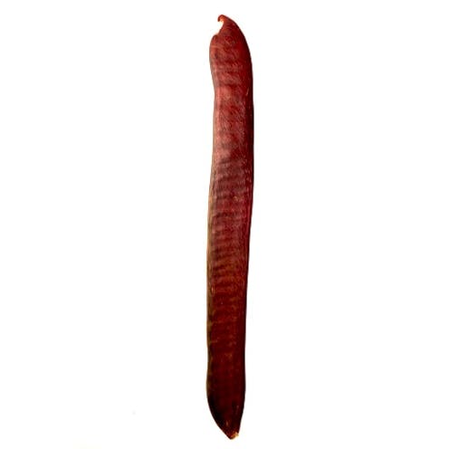 Knock on Wood Pacay Seed Pod Shaker