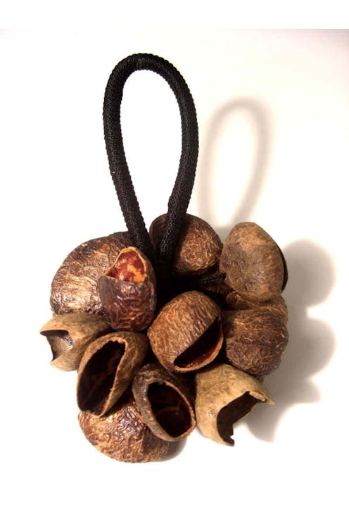 pangi nut shaker