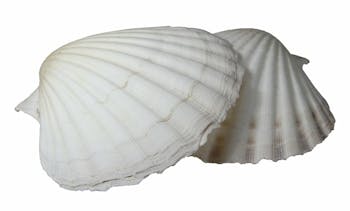 Dan Moi Percussion Shells - As Cuncha